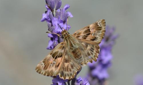 Réf. 336 930 : Carcharodus alceae